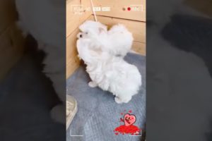 Most Funniest Maltese & Cutest Puppies Maltese  Best Puppies Videos 20
