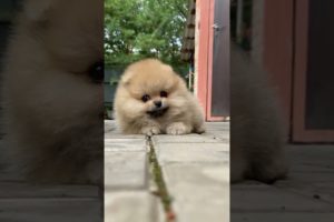 The cutest puppy in the world #shorts #cutepuppy #cutedogs #dog #pets #cutepets #cutestdog #funny