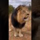 amazing animal | animal fighting  (2022) #shorts