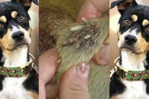 Dog Mangoworms Removal Compilation - Botfly removal  #