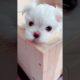 Most Funniest Maltese & Cutest Puppies Maltese  Best Puppies Videos 42