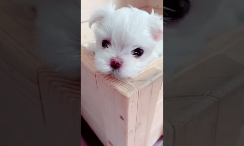 Most Funniest Maltese & Cutest Puppies Maltese  Best Puppies Videos 42