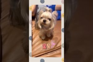 Extremely Funniest Maltese & Cutest Puppies Maltese Funny Puppies Videos Compilation 68