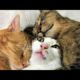 Funny animals - Funny cats / dogs - Funny animal videos 201