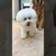 Funniest & Cutest Puppies - Funny Puppy Videos | Cute and Funny Dog Videos | Minutes of Funny Puppy