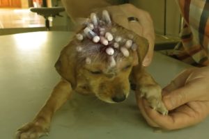 Removing Monster Mango worms From Helpless Dog! Animal Rescue Video 2022 #124