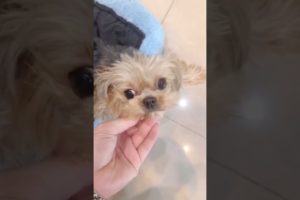 Extremely Funniest Maltese & Cutest Puppies Maltese Funny Puppies Videos Compilation 15