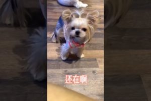Extremely Funniest Maltese & Cutest Puppies Maltese Funny Puppies Videos Compilation 64