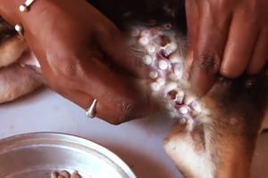 Removing Monster Mango worms From Helpless Dog! Animal Rescue Video 2022 #123