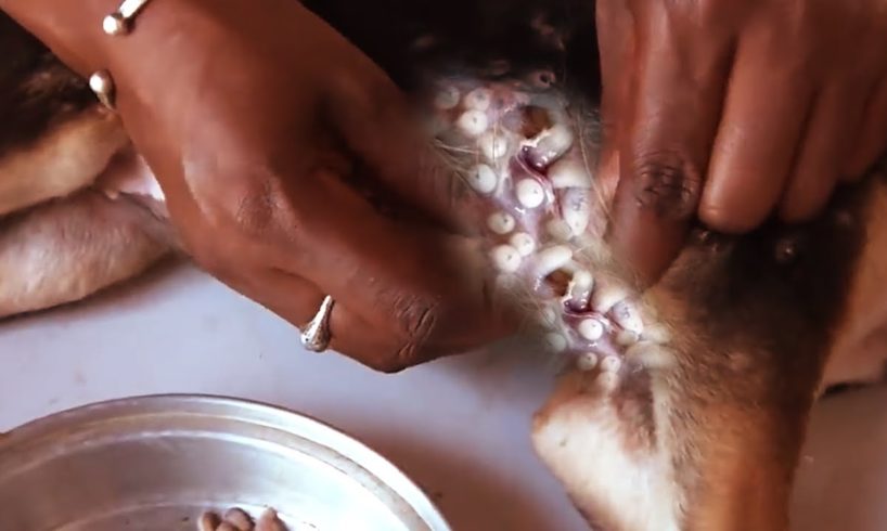 Removing Monster Mango worms From Helpless Dog! Animal Rescue Video 2022 #123