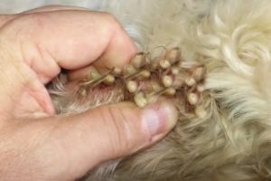 Removing Monster Mango worms From Helpless Dog! Animal Rescue Video 2022 #119