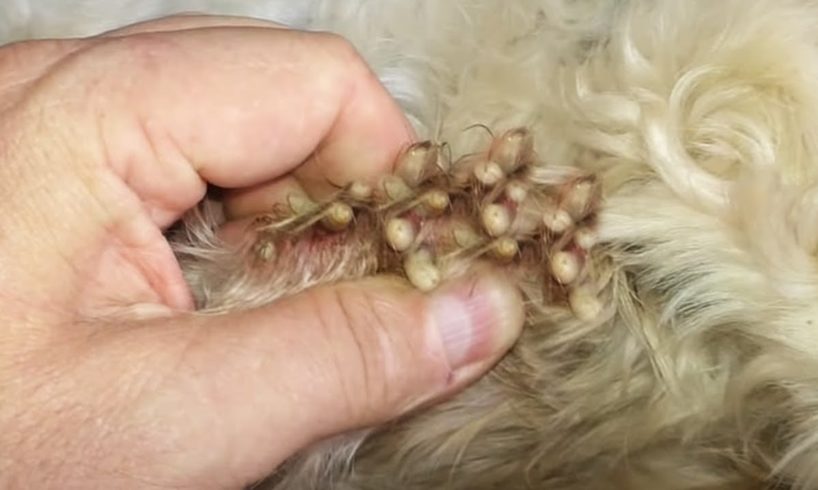 Removing Monster Mango worms From Helpless Dog! Animal Rescue Video 2022 #119