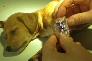 Removing Monster Mango worms From Helpless Dog! Animal Rescue Video 2022 #127