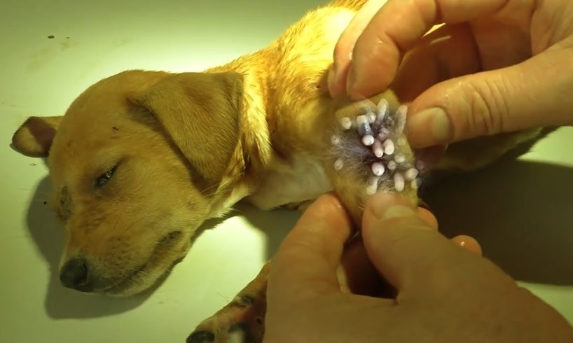 Removing Monster Mango worms From Helpless Dog! Animal Rescue Video 2022 #127
