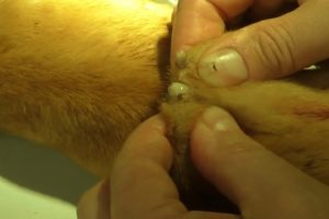 Removing Monster Mango worms From Helpless Dog! Animal Rescue Video 2022 #132