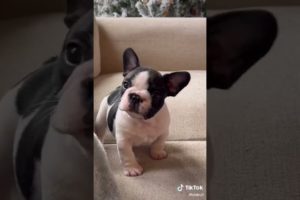 Doggos Doing Funny Things 🐕 Cutest Puppies TikTok Compilation|Shorts#TikTok