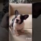 Doggos Doing Funny Things 🐕 Cutest Puppies TikTok Compilation|Shorts#TikTok