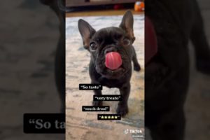 Doggos Doing Funny Things 🐕 Cutest Puppies TikTok Compilation|Shorts#TikTok