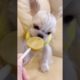 Extremely Funniest Maltese & Cutest Puppies Maltese  Funny Puppies Videos Compilation 19