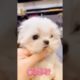 Oh Wow Cutest Funniest Maltese & Cutest Puppies Maltese  Funny Puppies Videos  2
