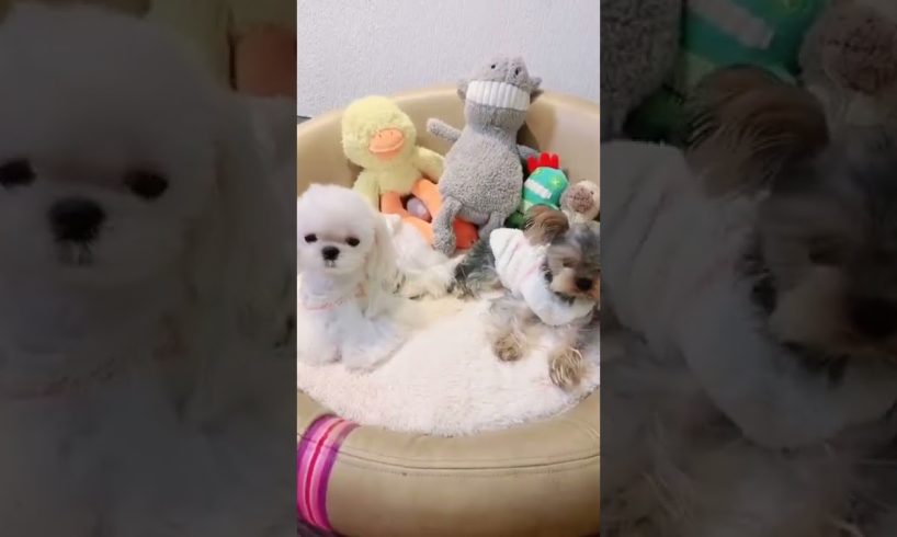 Oh Wow Cutest Funniest Maltese & Cutest Puppies Maltese  Funny Puppies Videos  81