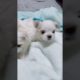 Most Funniest Maltese & Cutest Puppies Maltese  Best Puppies Videos 57