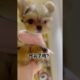 Funniest Maltese & Cutest Puppies Maltese  Funny Puppies Videos Compilation 48
