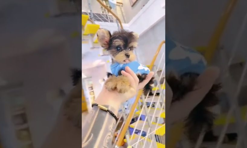 Woohoo   Funniest Maltese & Cutest Puppies Maltese  Funny Puppies Videos Compilation 63