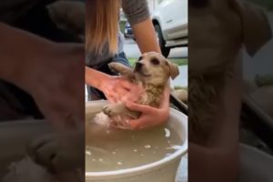Cute Funny Dogs Videos ๐ถ๐ถ๐