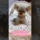 Oh Wow Cutest Funniest Maltese & Cutest Puppies Maltese  Funny Puppies Videos  80