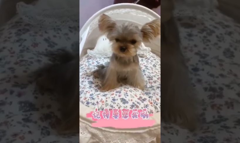 Oh Wow Cutest Funniest Maltese & Cutest Puppies Maltese  Funny Puppies Videos  80