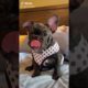 Doggos Doing Funny Things 🐕 Cutest Puppies TikTok Compilation|Shorts#TikTok