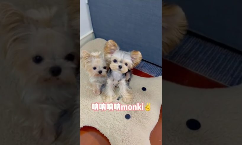 Woohoo   Funniest Maltese & Cutest Puppies Maltese  Funny Puppies Videos Compilation 74