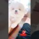 The Most Cutest Funniest Maltese & Cutest Puppies Maltese  Best Puppies Videos  17
