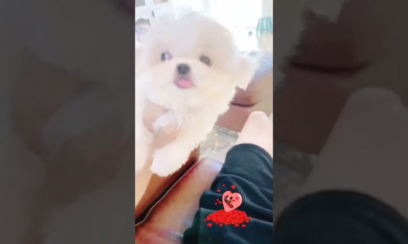 The Most Cutest Funniest Maltese & Cutest Puppies Maltese  Best Puppies Videos  17