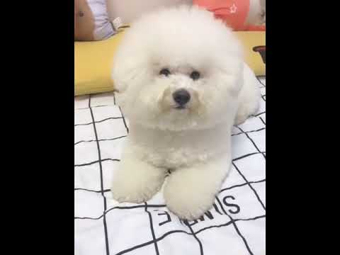 Funniest & Cutest Puppies - Funny Puppy Videos | Cute and Funny Dog Videos | Minutes of Funny Puppy