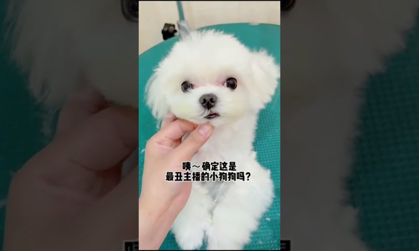 Woohoo   Funniest Maltese & Cutest Puppies Maltese  Funny Puppies Videos Compilation 13