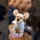 Oh Wow Cutest Funniest Maltese & Cutest Puppies Maltese  Funny Puppies Videos  5