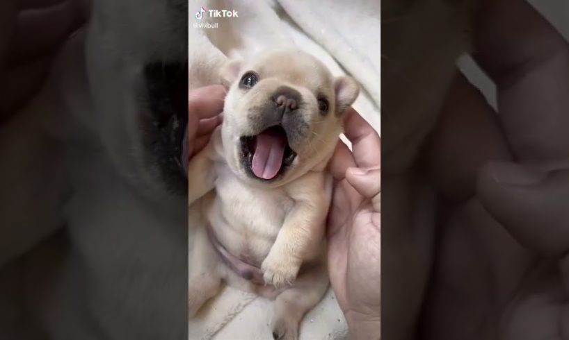 Doggos Doing Funny Things 🐕 Cutest Puppies TikTok Compilation|Shorts#TikTok