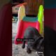 Doggos Doing Funny Things 🐕 Cutest Puppies TikTok Compilation|Shorts#TikTok