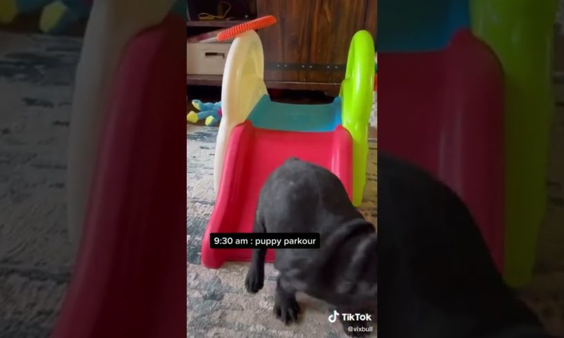 Doggos Doing Funny Things 🐕 Cutest Puppies TikTok Compilation|Shorts#TikTok