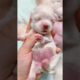The Most Cutest Funniest Maltese & Cutest Puppies Maltese  Best Puppies Videos  100