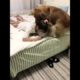 Funniest & Cutest Puppies - Funny Puppy Videos | Cute and Funny Dog Videos | Minutes of Funny Puppy