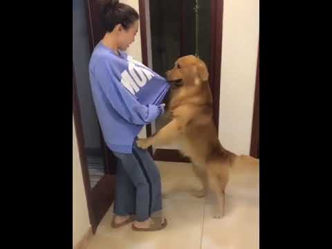 Funniest & Cutest Puppies - Funny Puppy Videos | Cute and Funny Dog Videos | Minutes of Funny Puppy