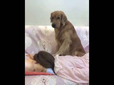 Funniest & Cutest Puppies - Funny Puppy Videos | Cute and Funny Dog Videos | Minutes of Funny Puppy