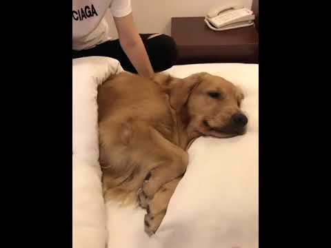 Funniest & Cutest Puppies - Funny Puppy Videos | Cute and Funny Dog Videos | Minutes of Funny Puppy