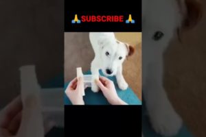 cute animal rescue 🔥cute animal #shorts #shortvideo #viralvideo #trending #funny #animals #tiktok