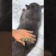 Funniest And Cutest Puppies Video 2022 | Unbelievable!!! Lovely Cat And Dog Videos EP30 #Shorts