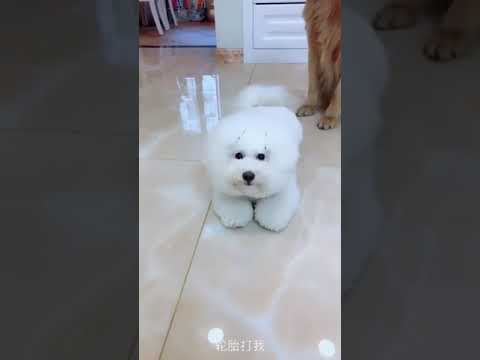 Funniest & Cutest Puppies - Funny Puppy Videos BaBy Animals | Dog Are Awesome