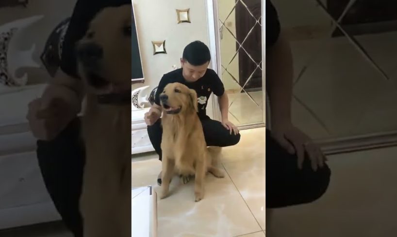 Funniest & Cutest Puppies - Funny Puppy Videos | Cute and Funny Dog Videos | Minutes of Funny Puppy